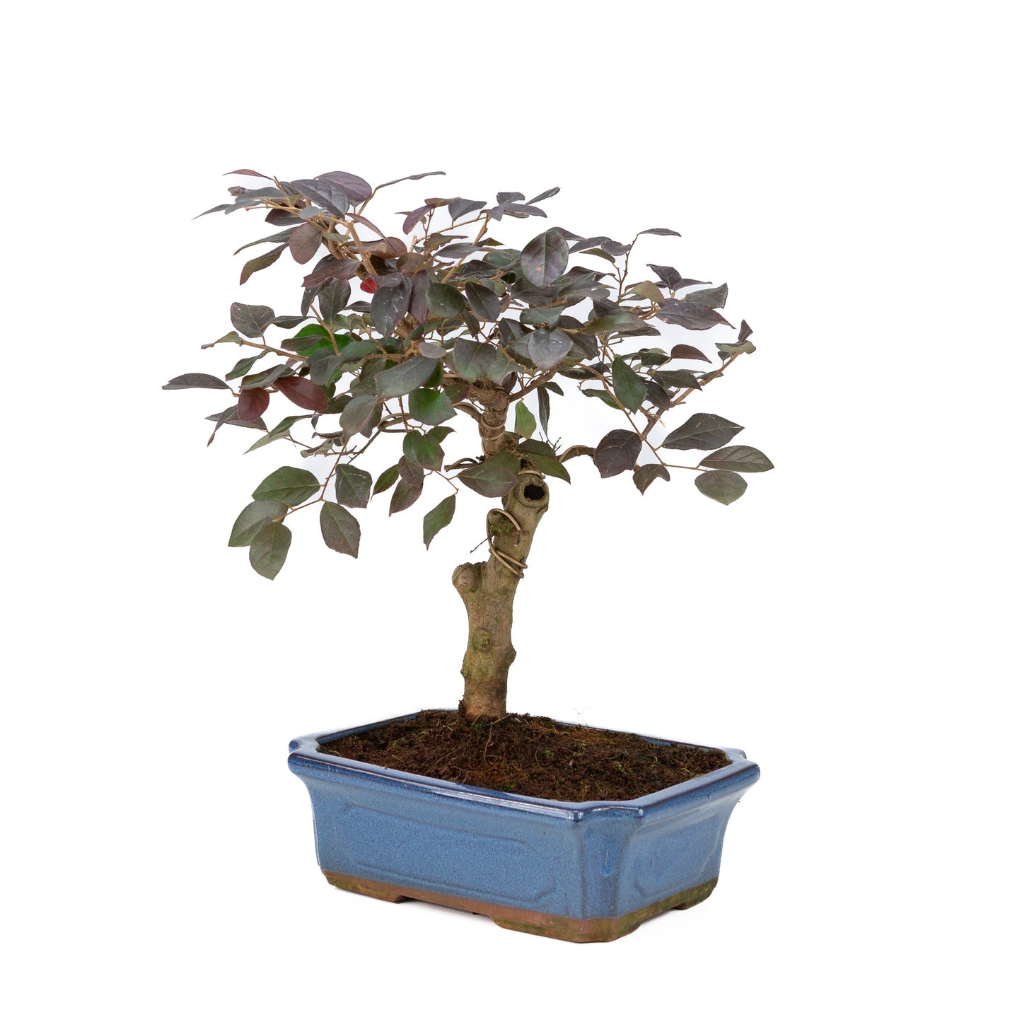 Loropetalum rubra Bonsai in einer blauen Schale, 24 cm Durchmesser, Höhe ca. 40 cm