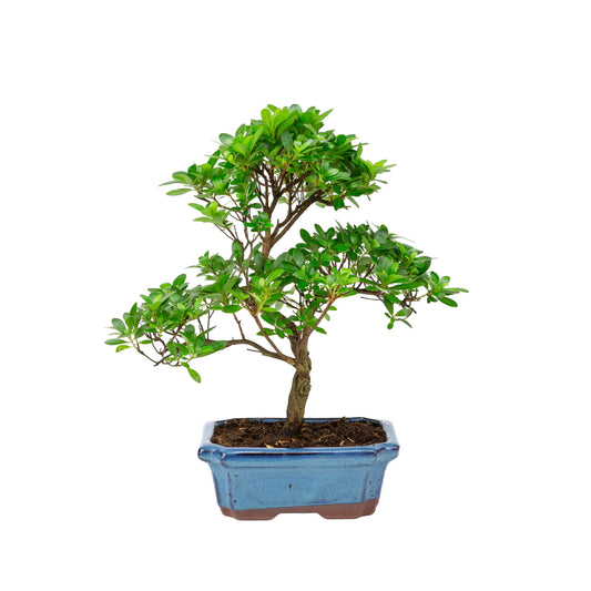 Rhododendron blau rechteckiger Schale 20cm, Höhe ~36cm