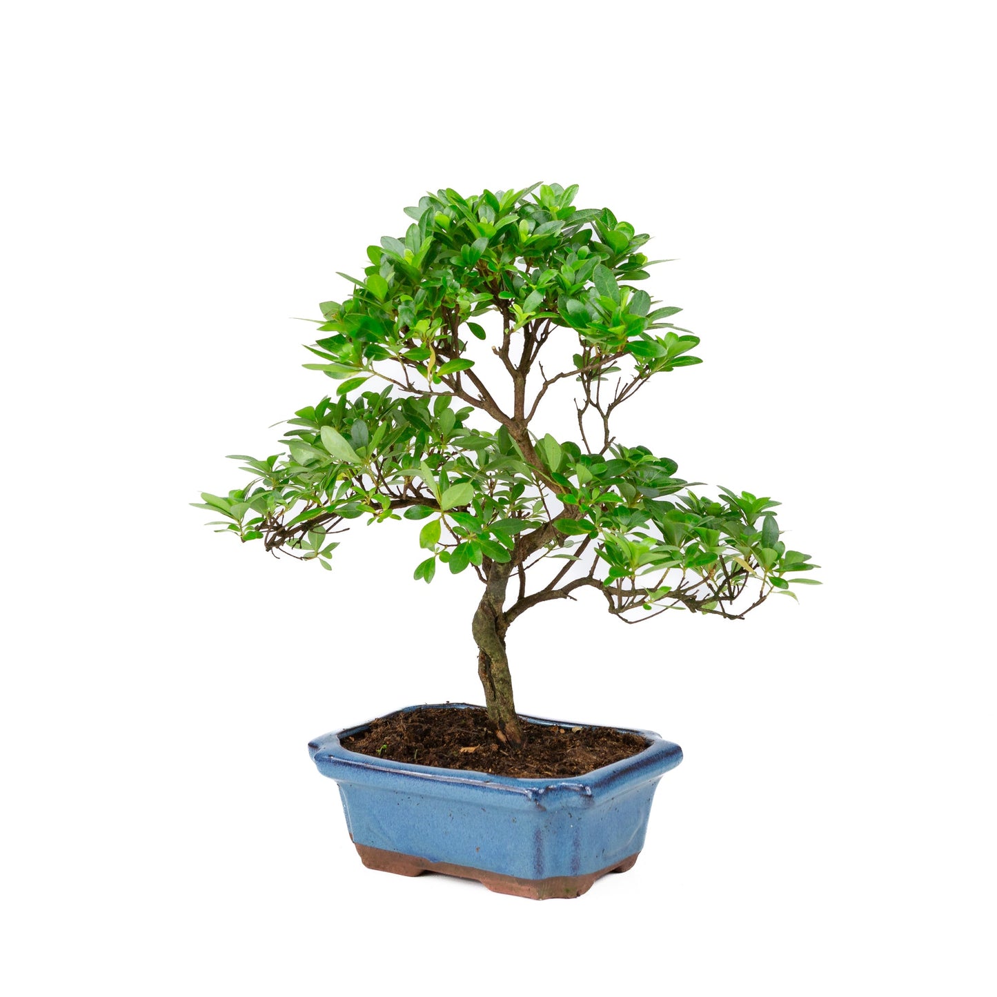 Rhododendron blau rechteckiger Schale 20cm, Höhe ~36cm