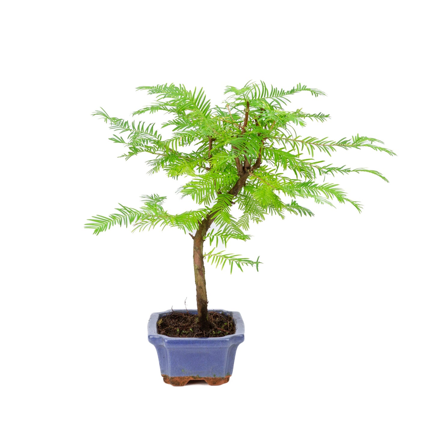 Metasequoia glyptostroboides, Schale 15 cm, Höhe ~35 cm