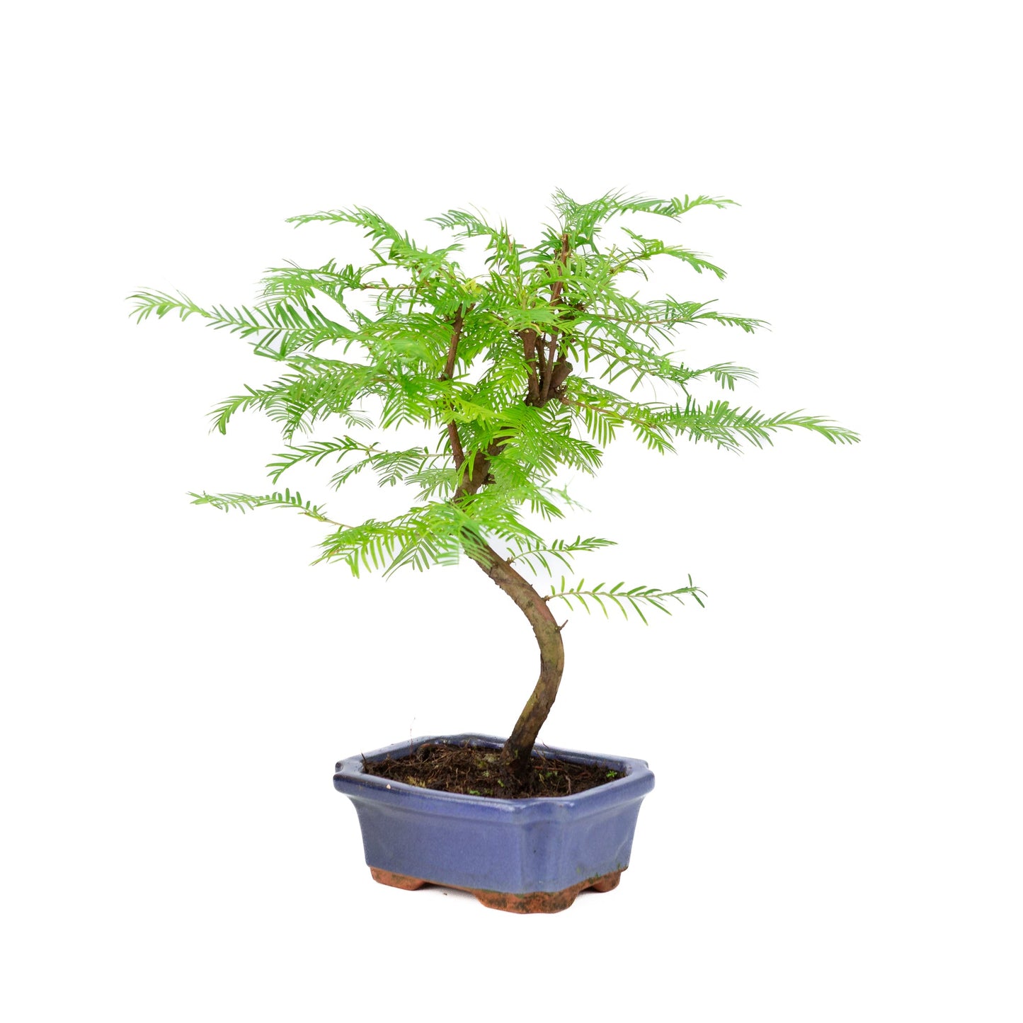 Metasequoia glyptostroboides, Schale 15 cm, Höhe ~35 cm