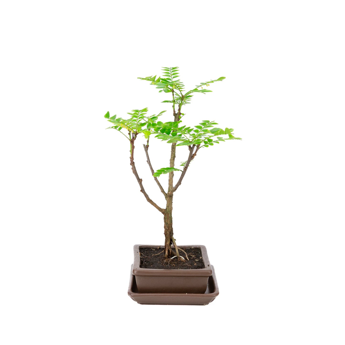 Phyllanthus buxifolius Bonsai in einer braunen Schale, 15,5 cm Durchmesser, Höhe ca. 33 cm