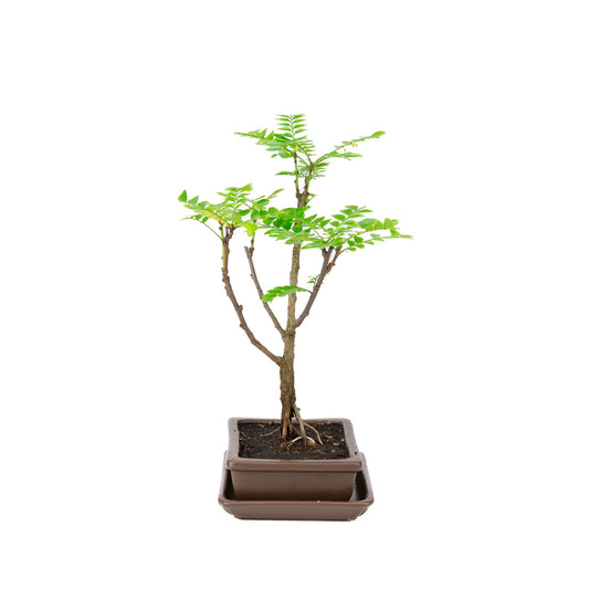 Phyllanthus buxifolius Bonsai in einer braunen Schale, 15,5 cm Durchmesser, Höhe ca. 33 cm