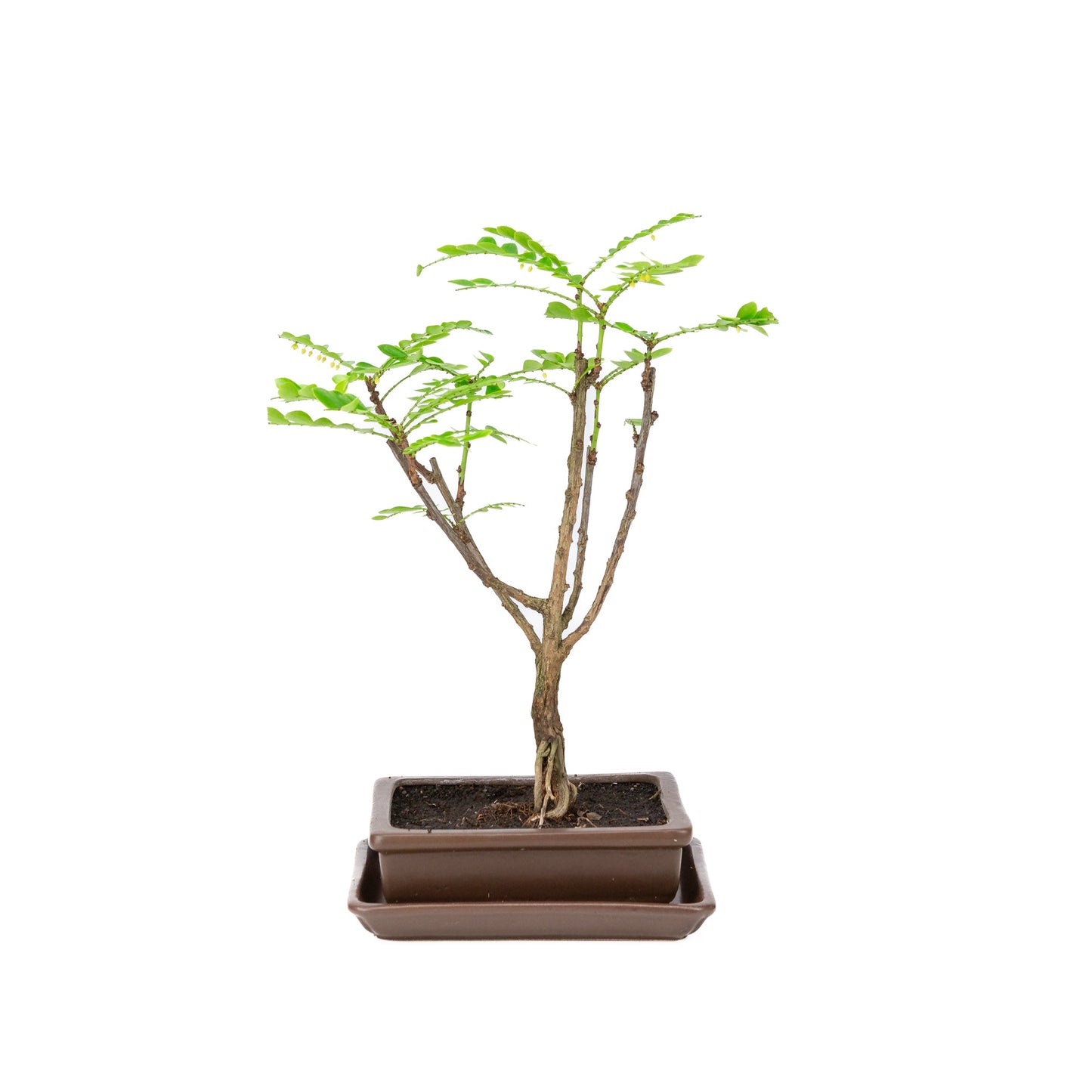 Phyllanthus buxifolius Bonsai in einer braunen Schale, 15,5 cm Durchmesser, Höhe ca. 33 cm