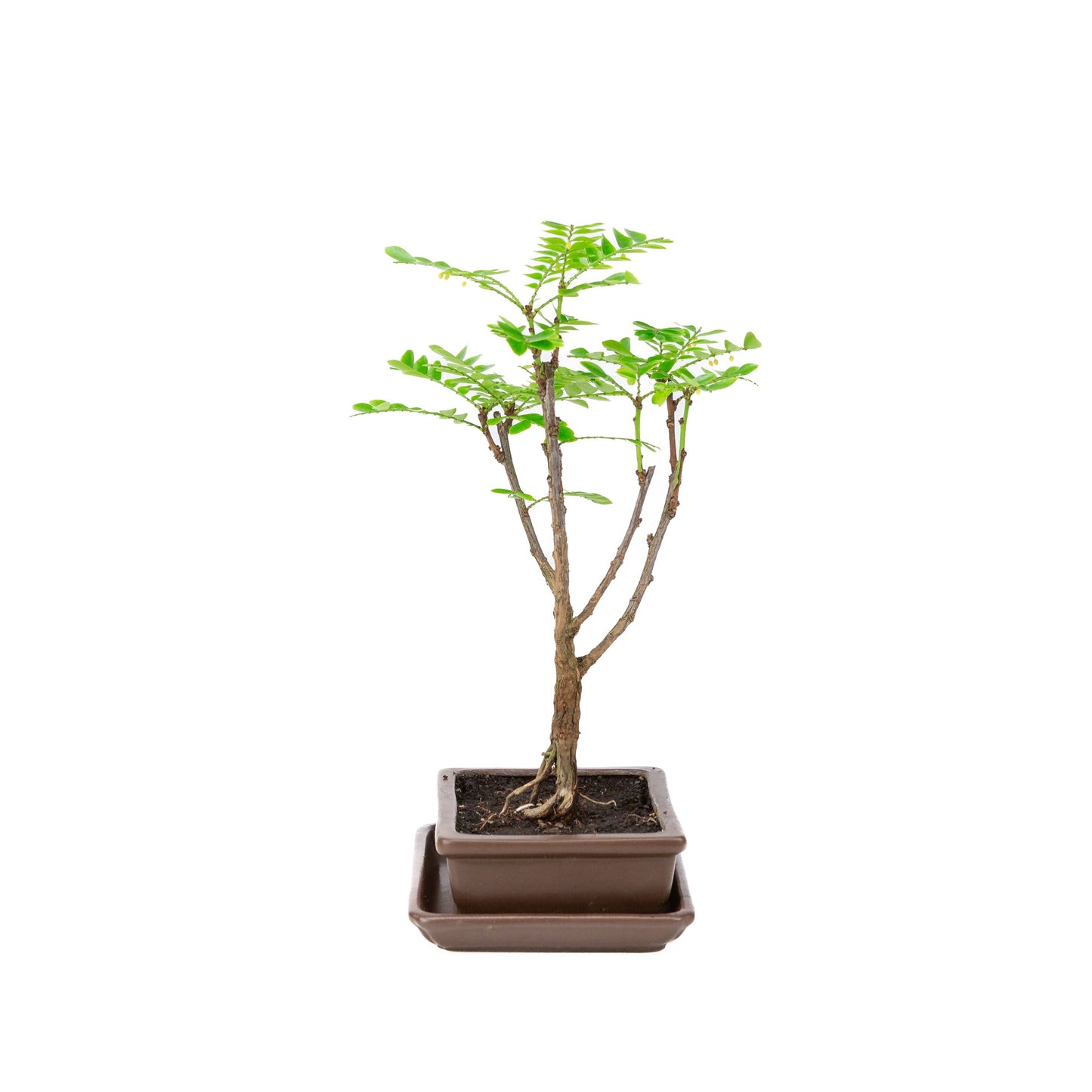 Phyllanthus buxifolius Bonsai in einer braunen Schale, 15,5 cm Durchmesser, Höhe ca. 33 cm
