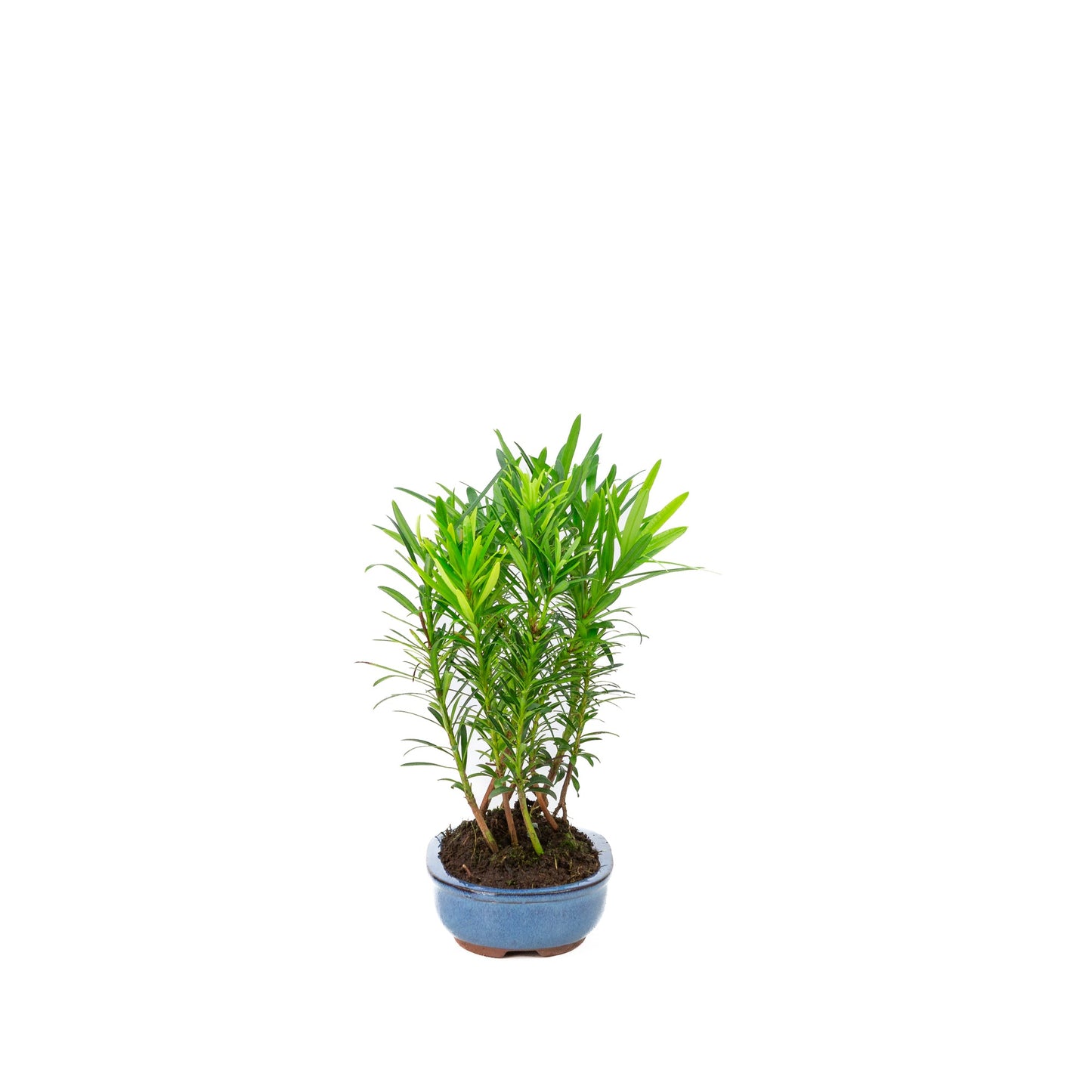 Podocarpus macrophylla-Gruppe, ovale Schale, 15 cm Durchmesser, Höhe ca. 25 cm