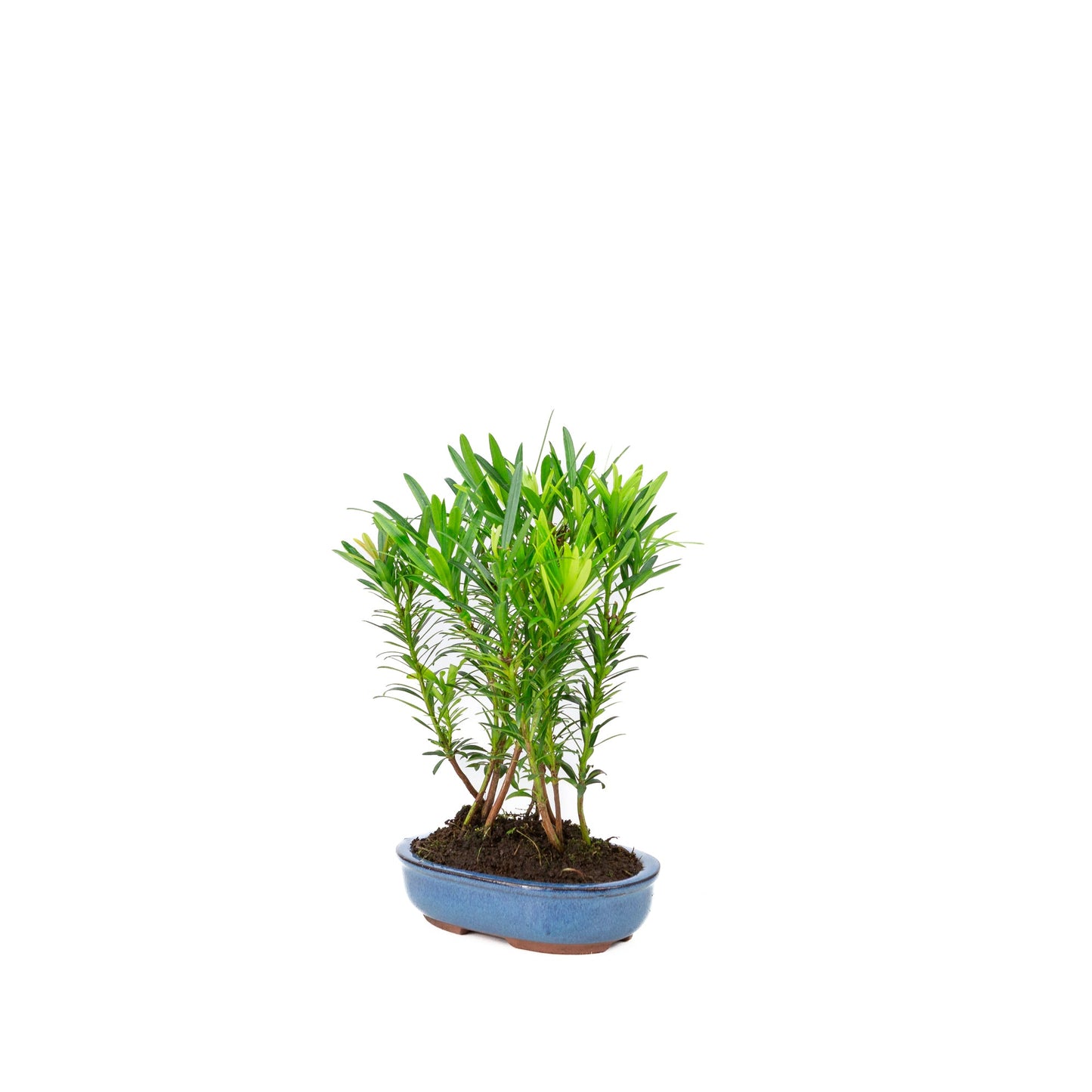Podocarpus macrophylla-Gruppe, ovale Schale, 15 cm Durchmesser, Höhe ca. 25 cm
