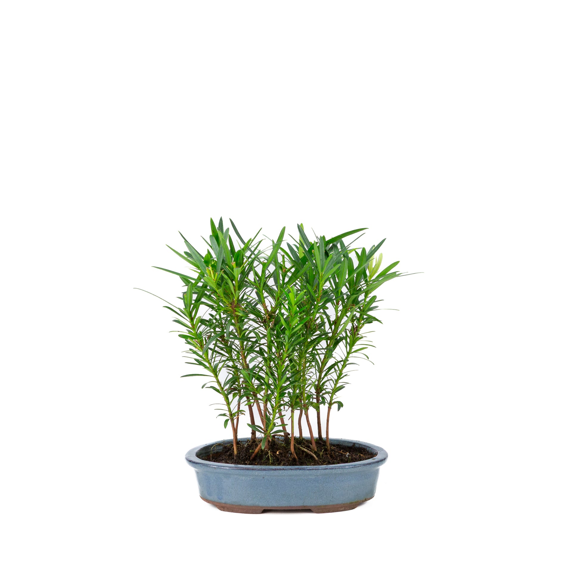 Podocarpus macrophylla groep ovale pot 20cm, hoogte ~35cm