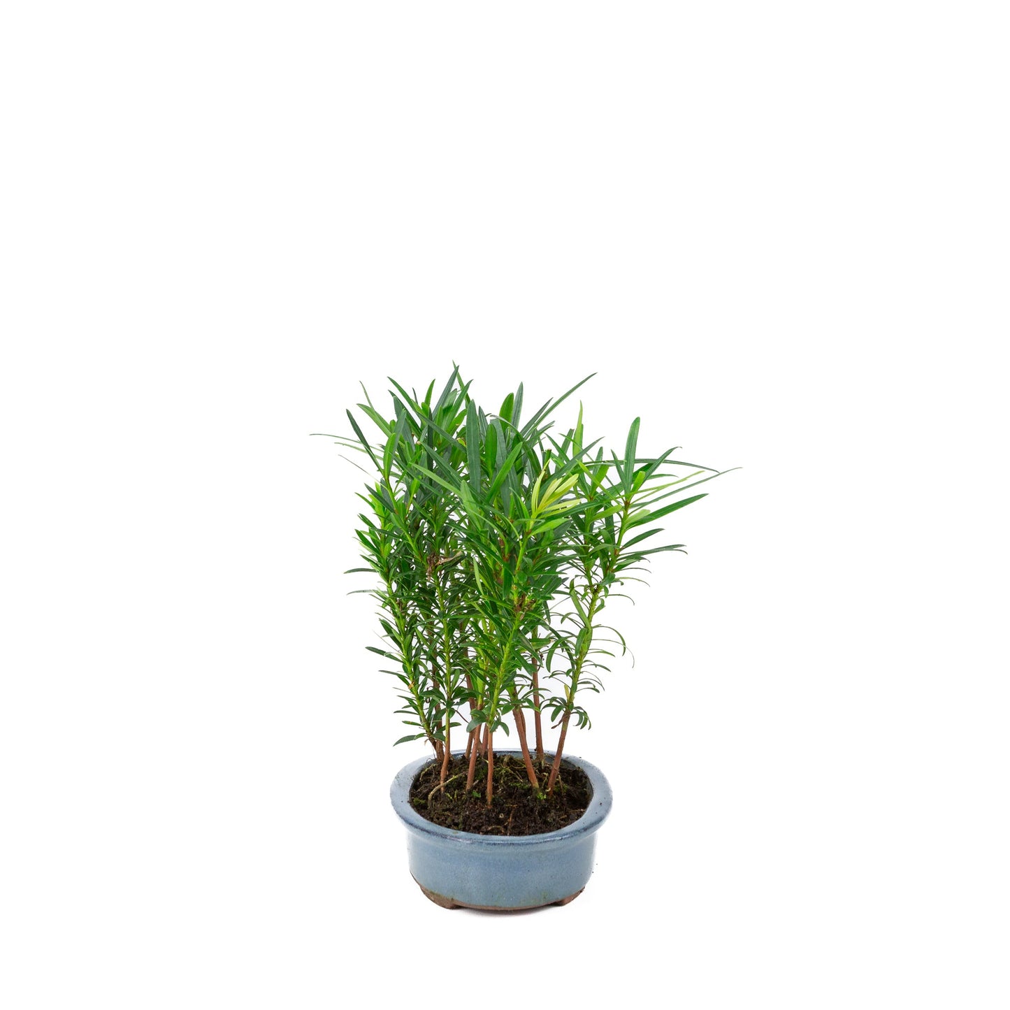 Podocarpus macrophylla-Gruppe, ovale Schale, 20 cm Durchmesser, Höhe ca. 35 cm