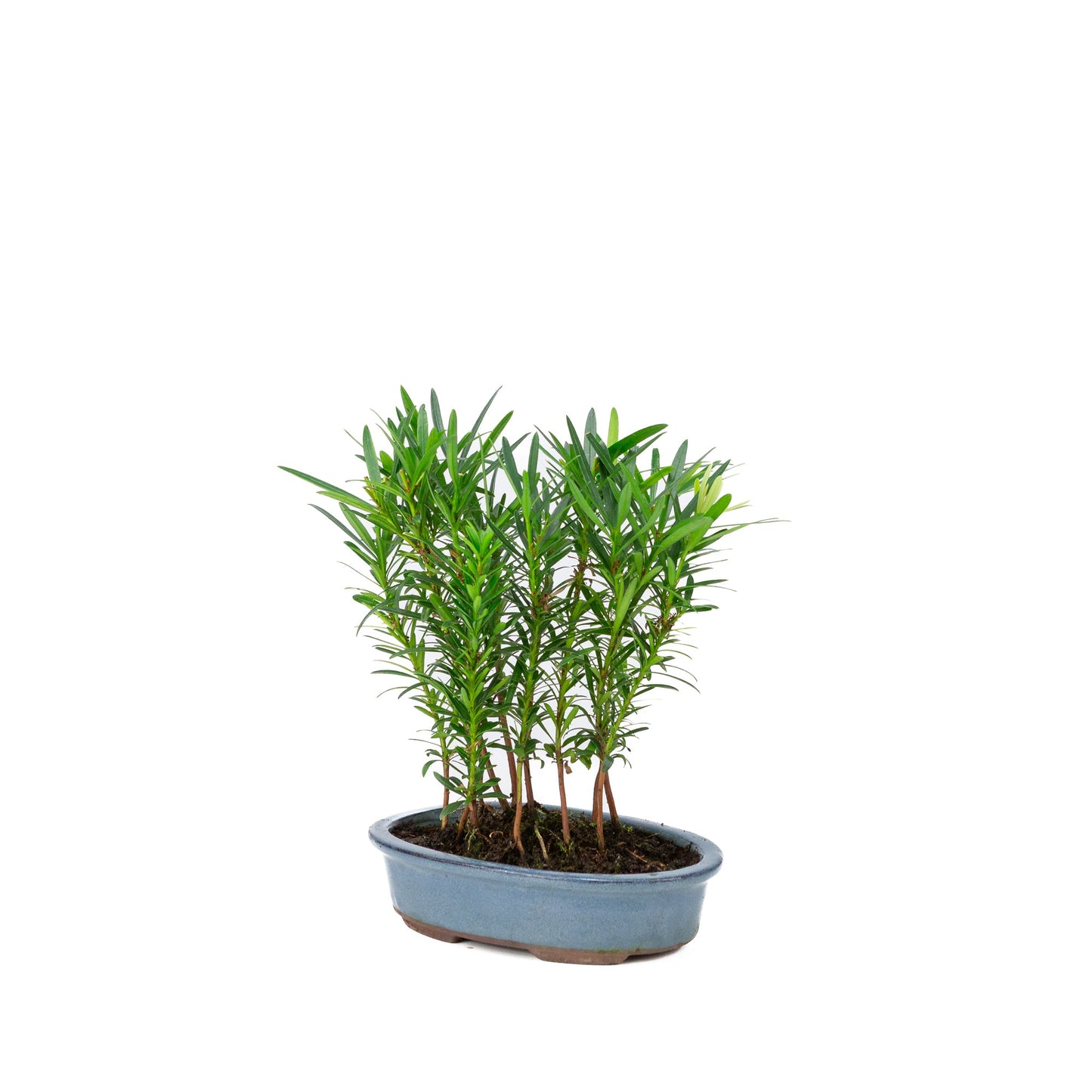 Podocarpus macrophylla-Gruppe, ovale Schale, 20 cm Durchmesser, Höhe ca. 35 cm
