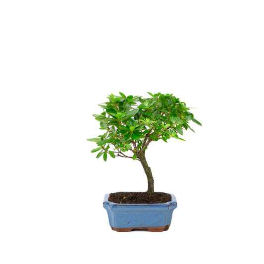 Rhododendron indicum, besenförmig, blauer Topf, 15 cm Durchmesser, Höhe ca. 27 cm