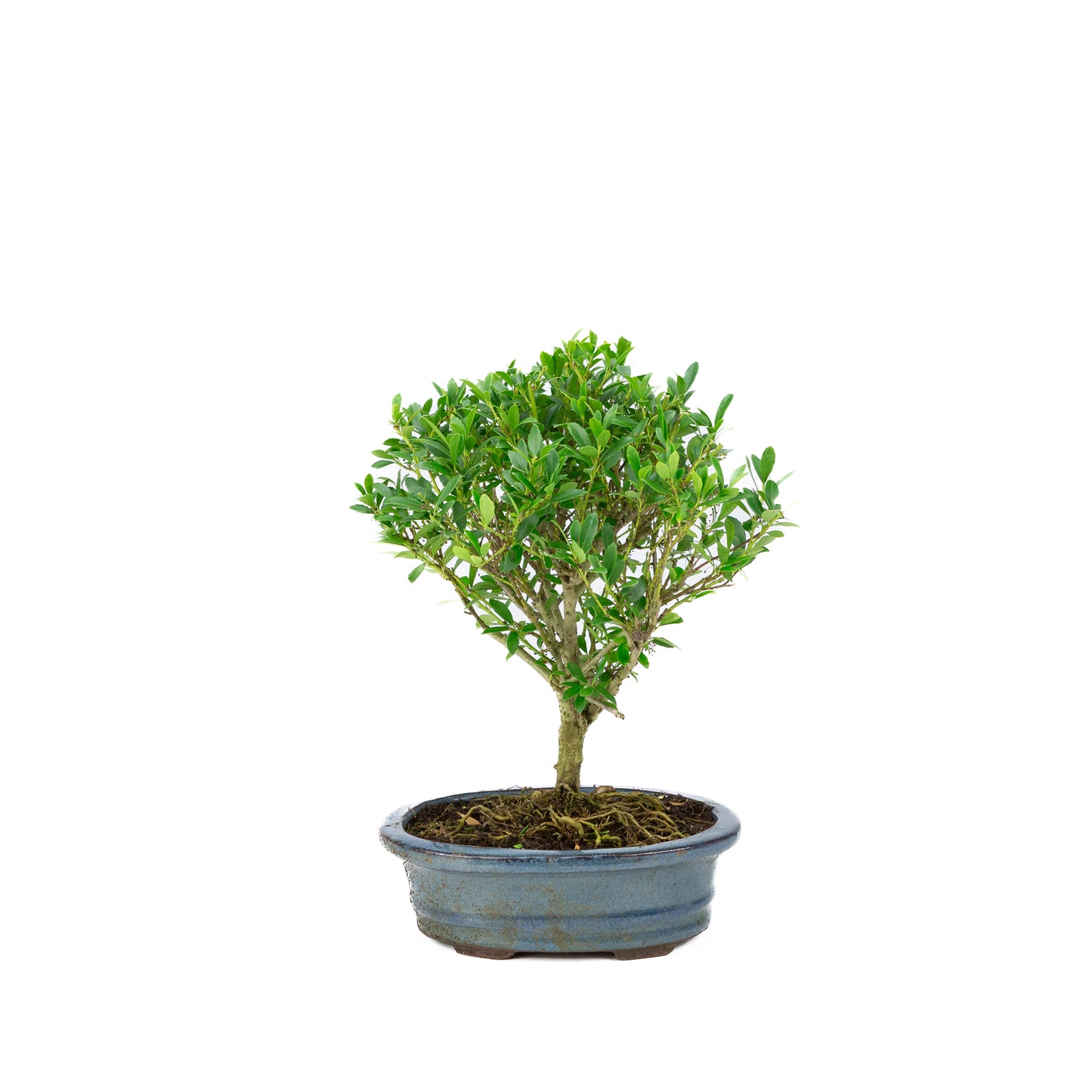 Bonsai Ilex crenata blauwe ovale pot 15cm, hoogte 25cm