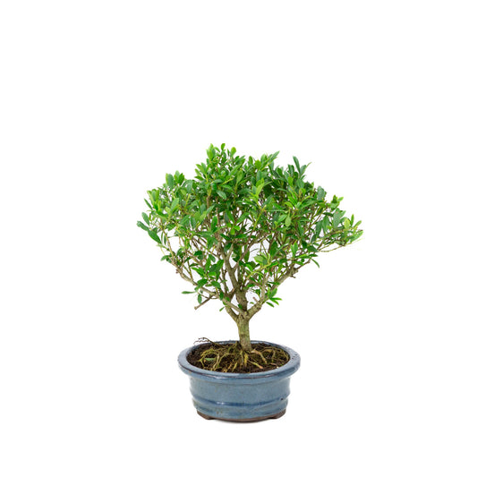Ilex crenata Bonsai in einer blauen Schale, 18 cm Durchmesser, Höhe ca. 25 cm
