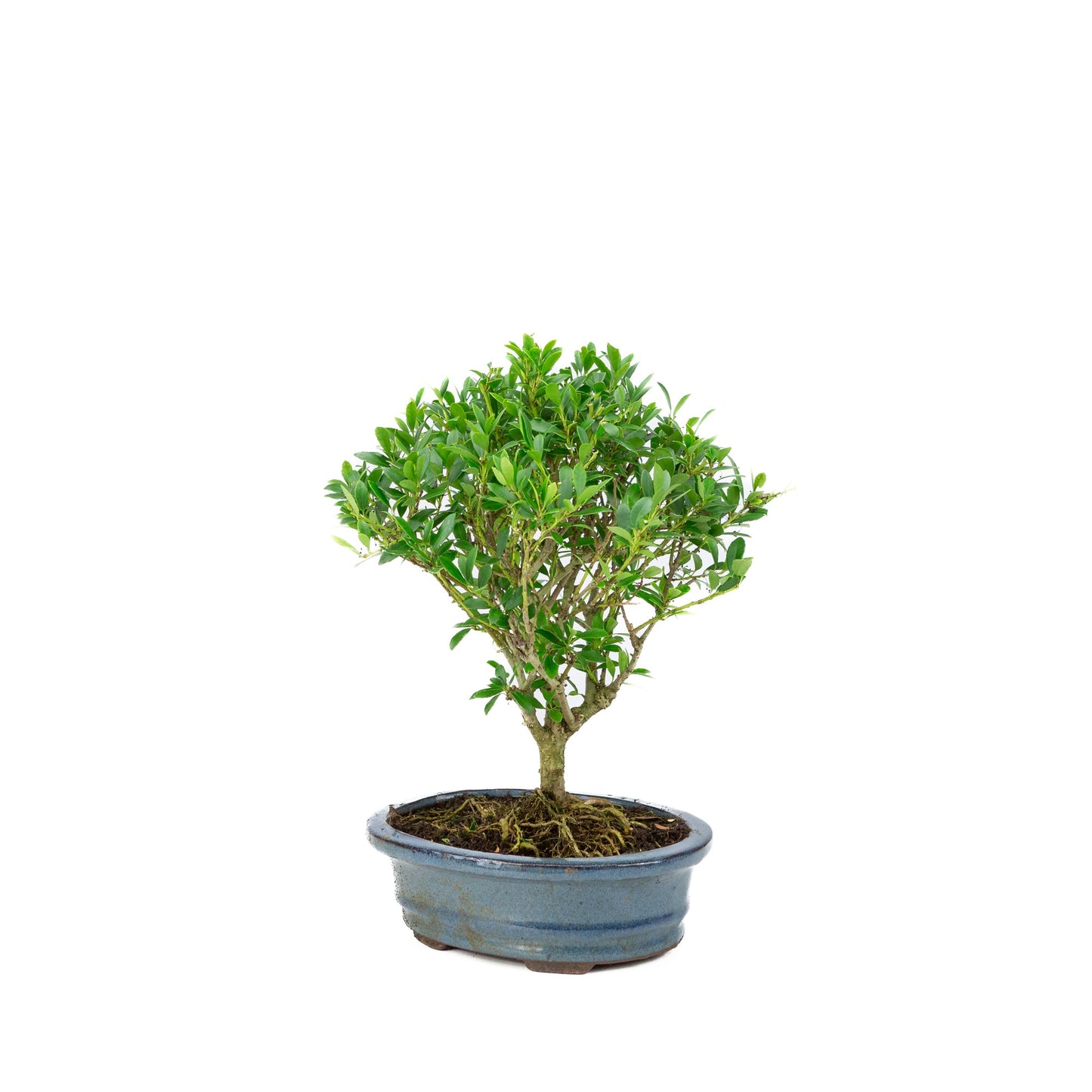 Ilex crenata Bonsai in einer blauen Schale, 18 cm Durchmesser, Höhe ca. 25 cm