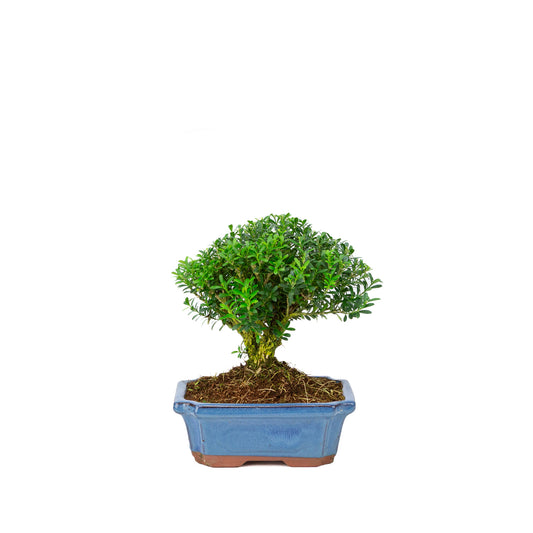 Buxus harlandii, besenförmig, blauer Topf, 19 cm Durchmesser, Höhe ca. 25 cm