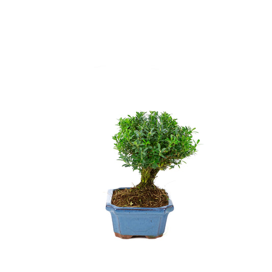 Buxus harlandii, besenförmig, blauer Topf, 19 cm Durchmesser, Höhe ca. 25 cm