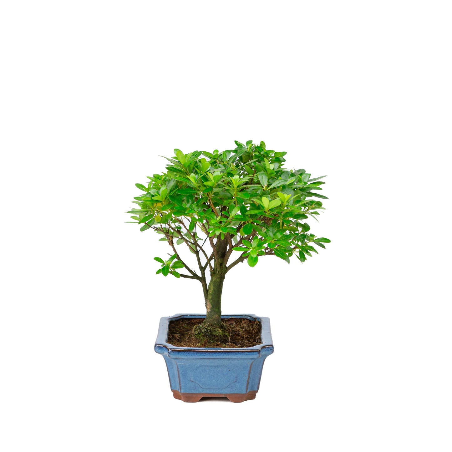 Rhododendron indicum, besenförmig, blaue Schale, 18 cm Durchmesser, Höhe ca. 36 cm