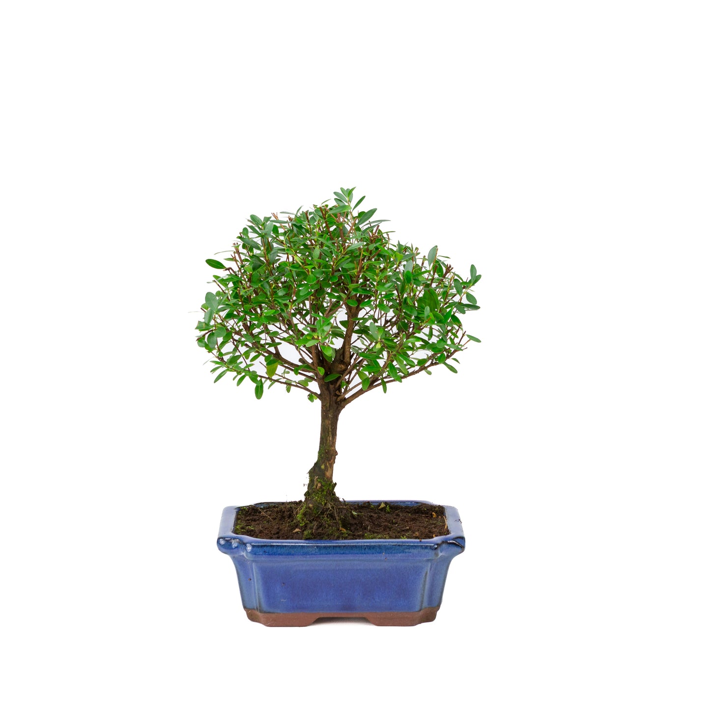 Bonsai Loropetalum rubra blauwe Mokko pot 20cm, hoogte 40cm
