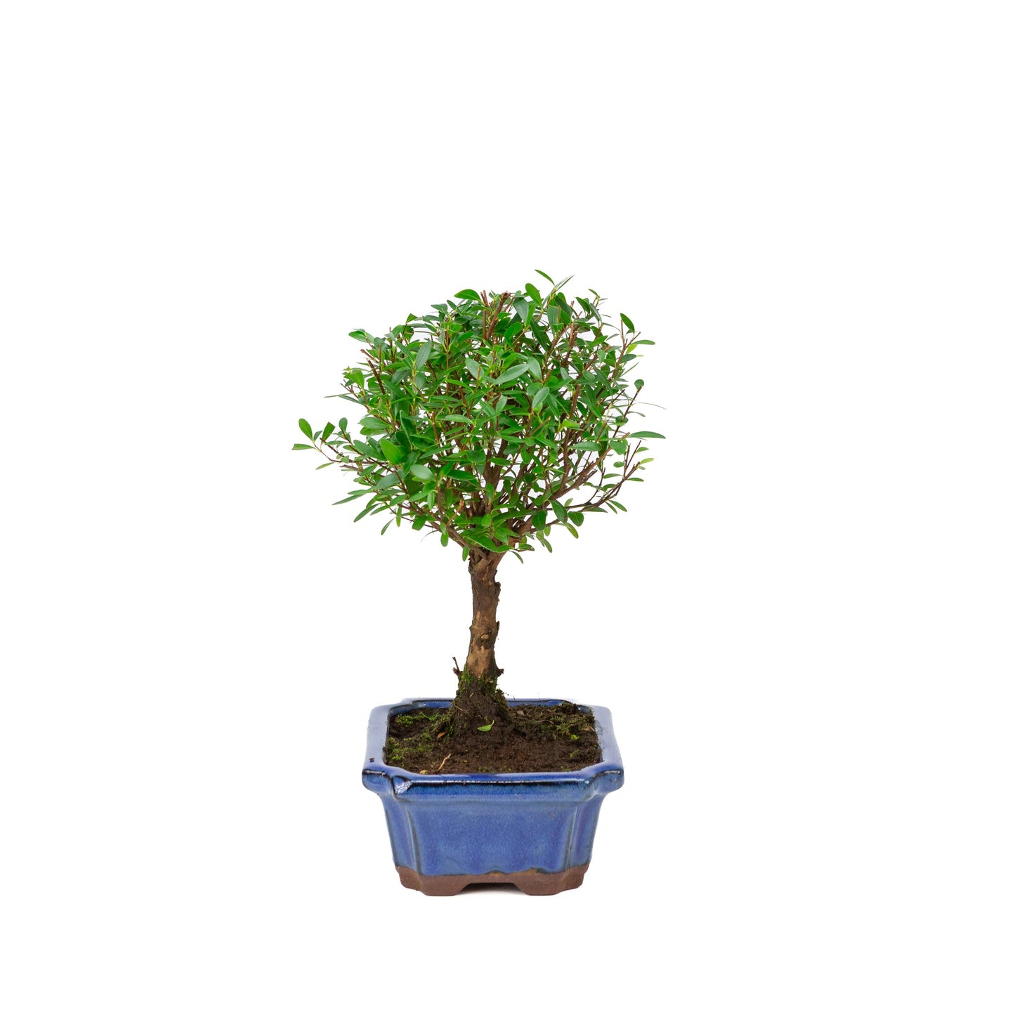 Syzygium buxifolium blau, Schale 19 cm, Höhe ~30 cm