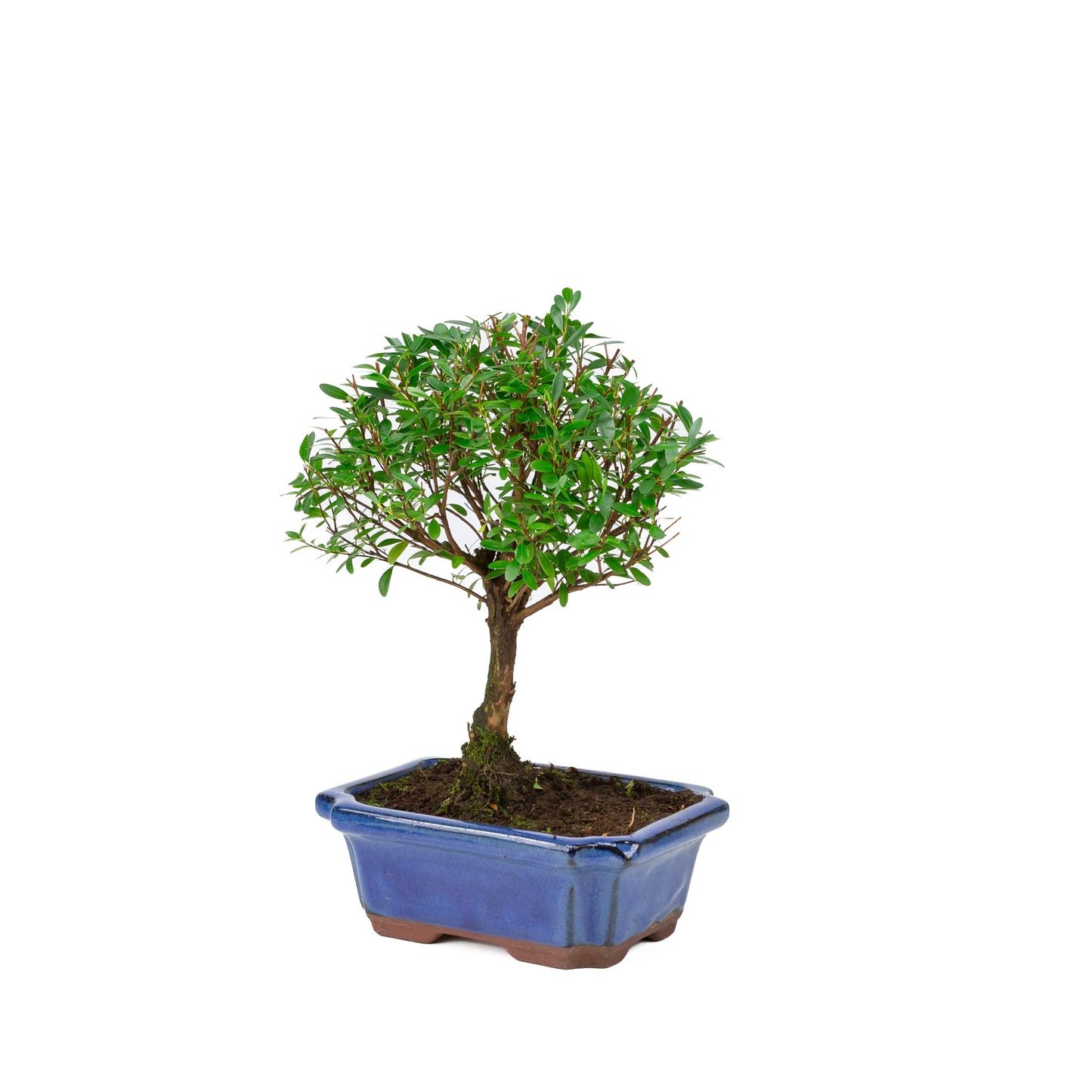Syzygium buxifolium blau, Schale 19 cm, Höhe ~30 cm