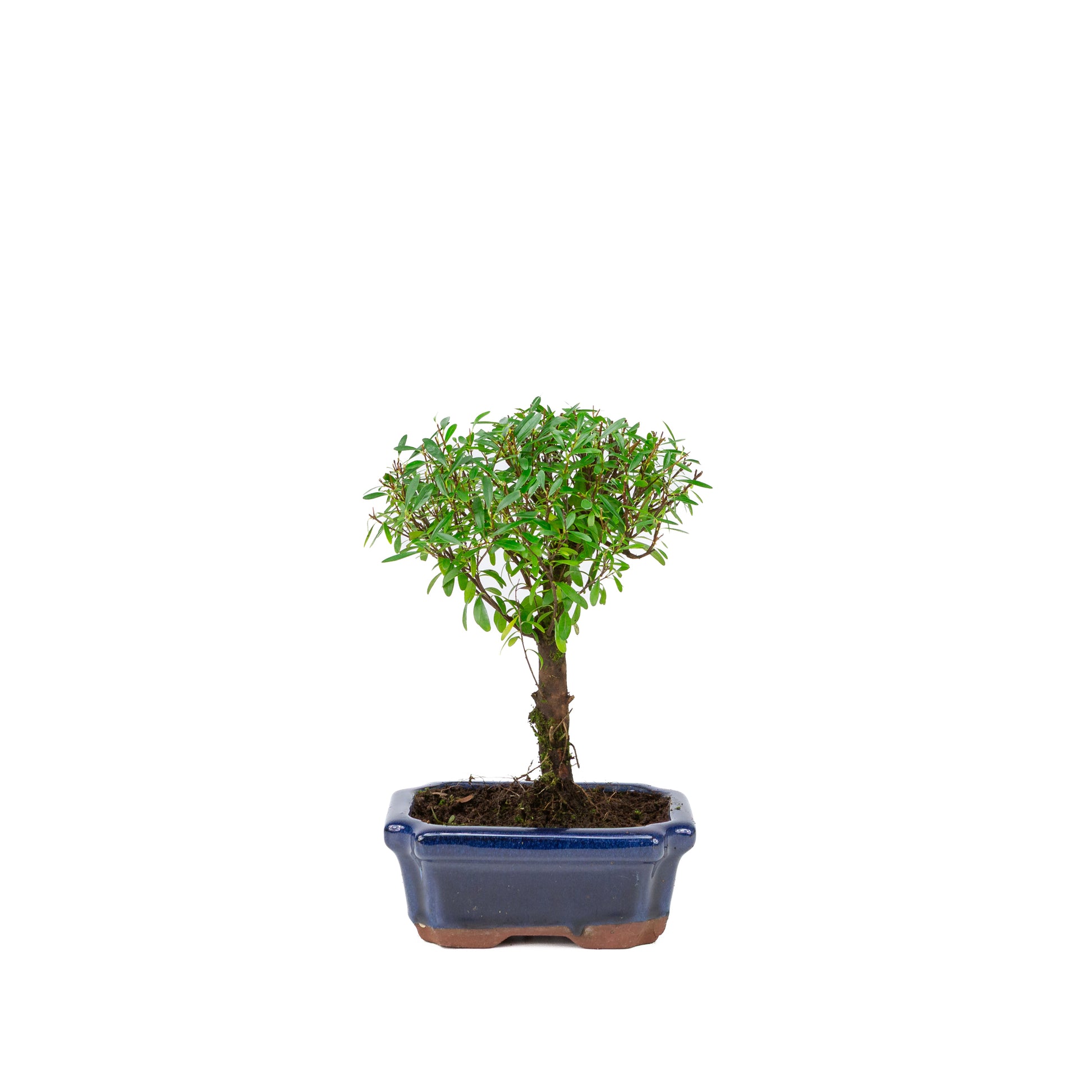 Bonsai Loropetalum rubra blauwe Mokko pot 20cm, hoogte 40cm