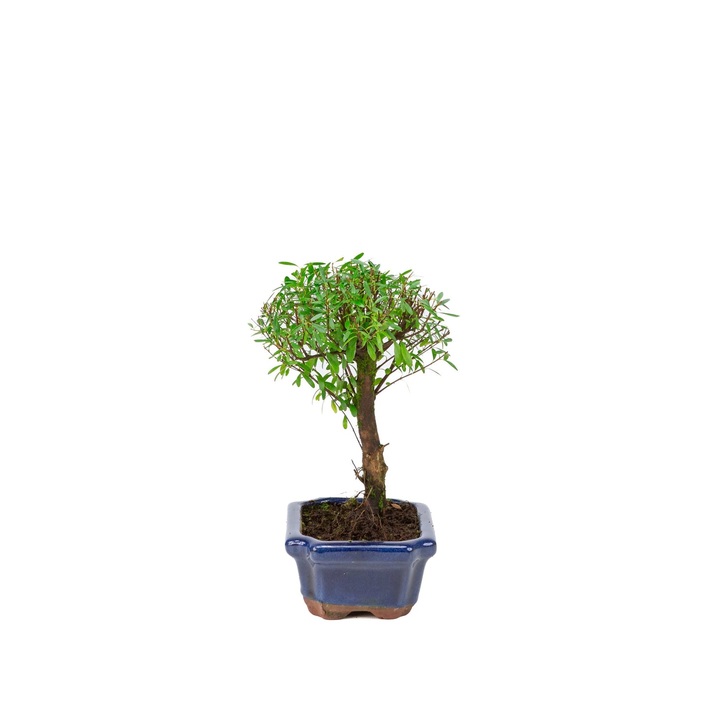 Syzygium buxifolium blau, Schale 15 cm, Höhe ~25 cm