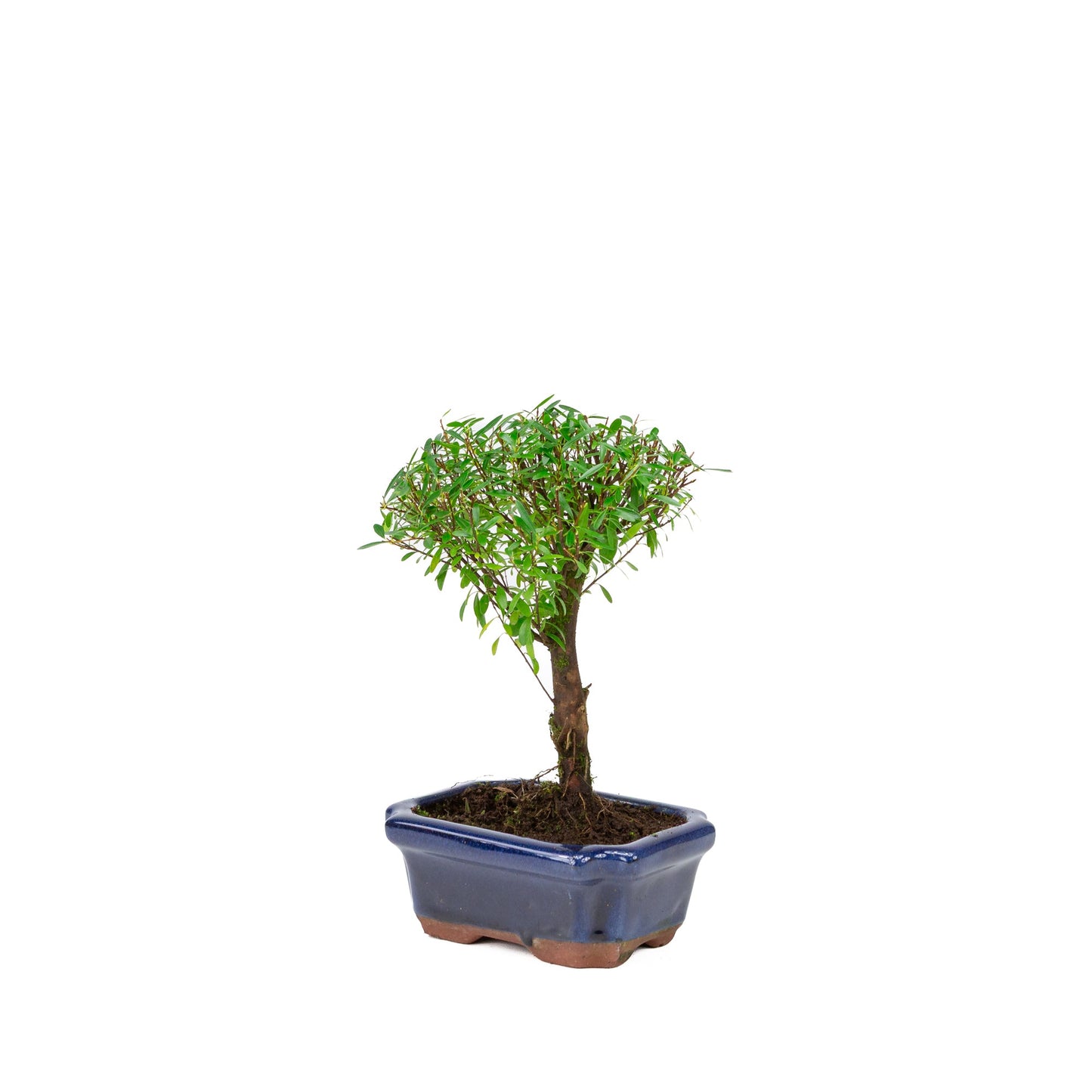Syzygium buxifolium blau, Schale 15 cm, Höhe ~25 cm