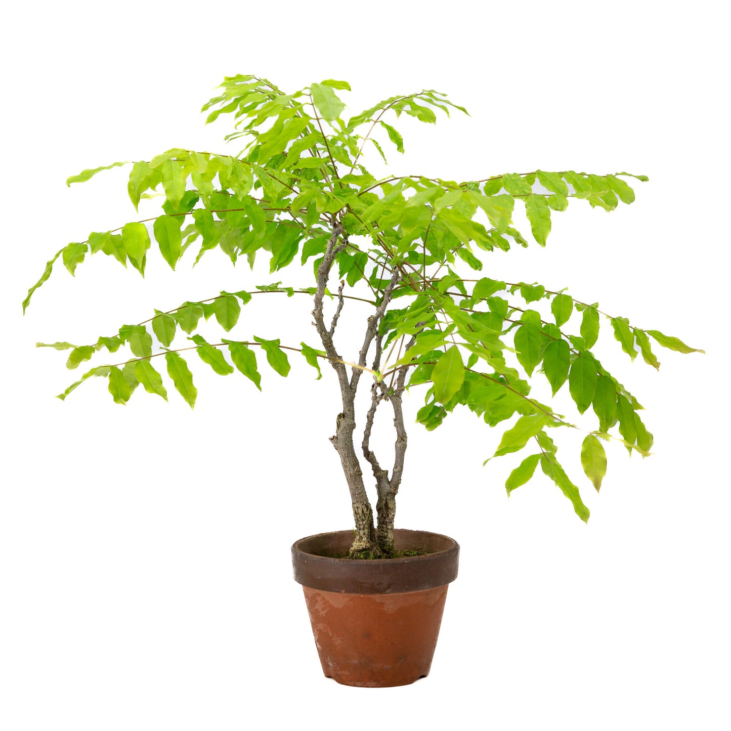 Außenbonsai Wisteria floribunda Terrakottaschale 12 cm, Höhe ~44 cm