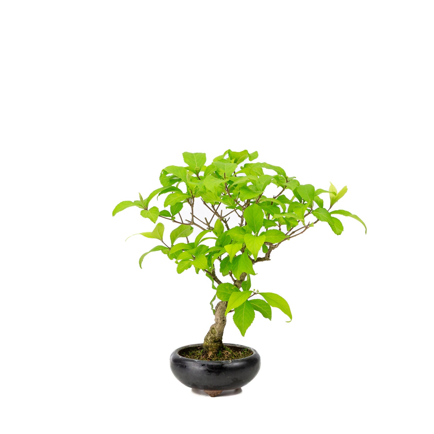 Buiten Bonsai Callicarpa blauwe ronde pot 9cm, hoogte ~25cm