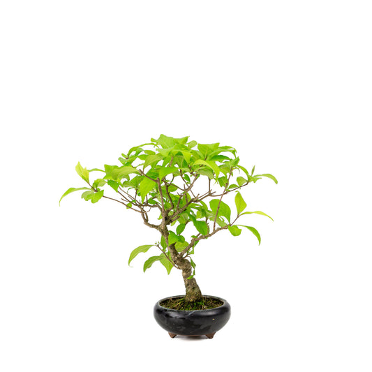 Außenbonsai Callicarpa Blaue runde Schale 9 cm, Höhe ~25 cm