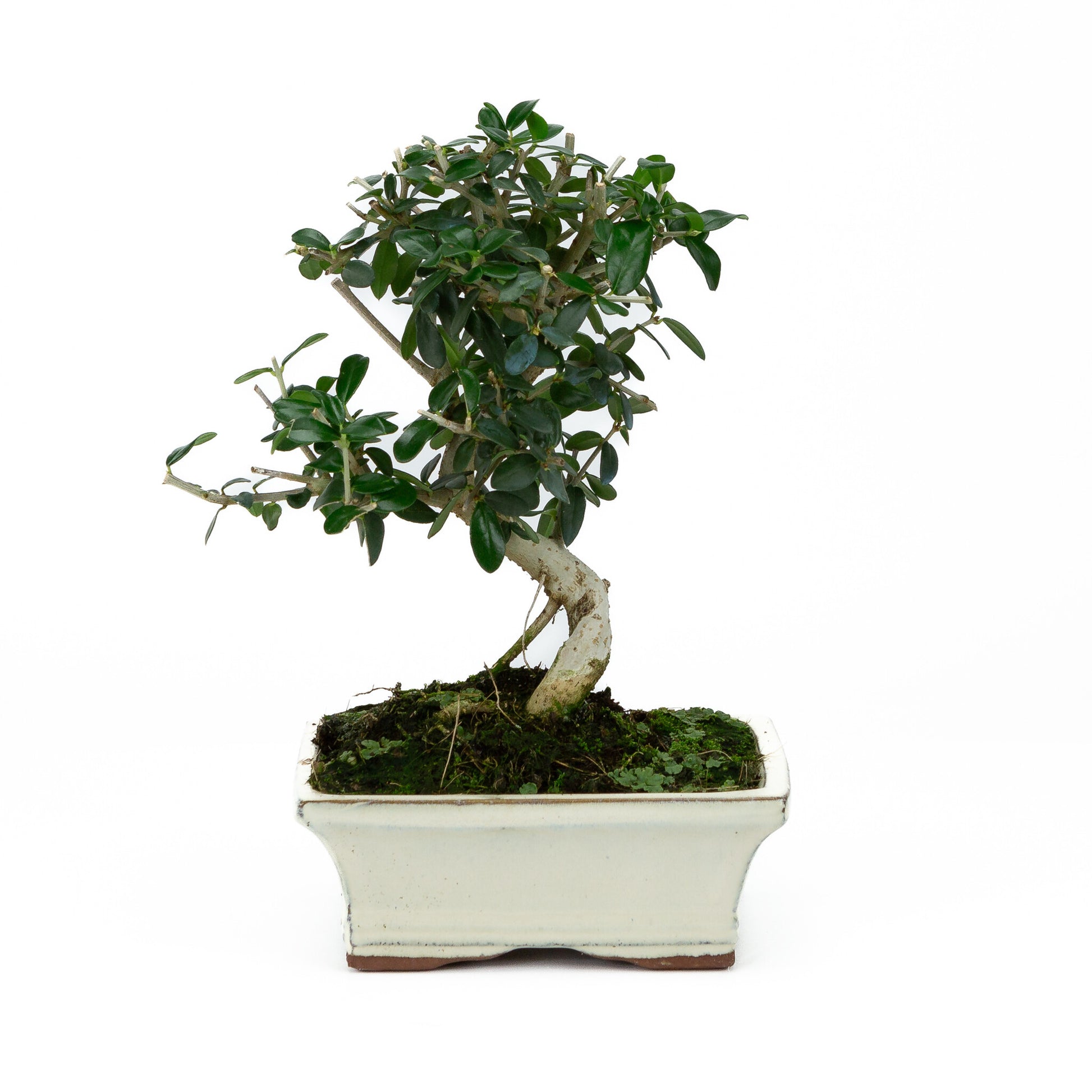 Außenbonsai Olea sylvestris cremefarbener rechteckige Schale 15 cm, Höhe ~28 cm