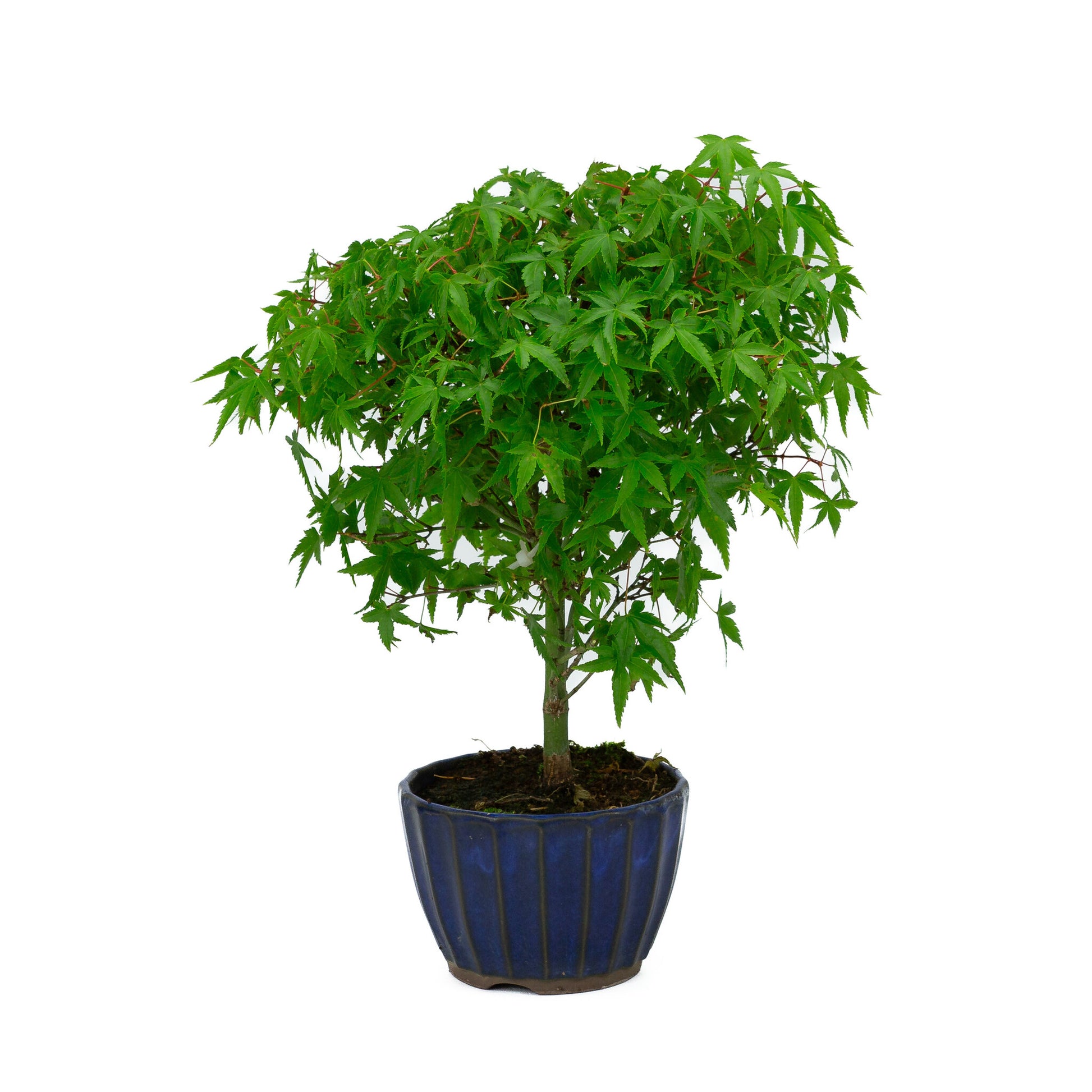 Außenbonsai Acer palmatum 'Kiyohime' Blaue runde Schale 10 cm, Höhe ~26 cm