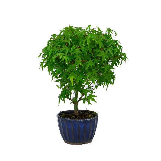 Buiten Bonsai Acer palmatum 'Kiyohime' blauwe ronde pot 10cm, hoogte ~26cm