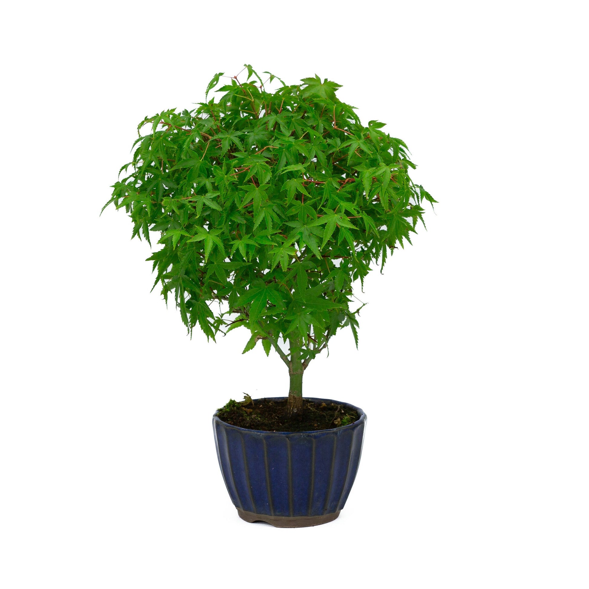 Buiten Bonsai Acer palmatum 'Kiyohime' blauwe ronde pot 10cm, hoogte ~26cm