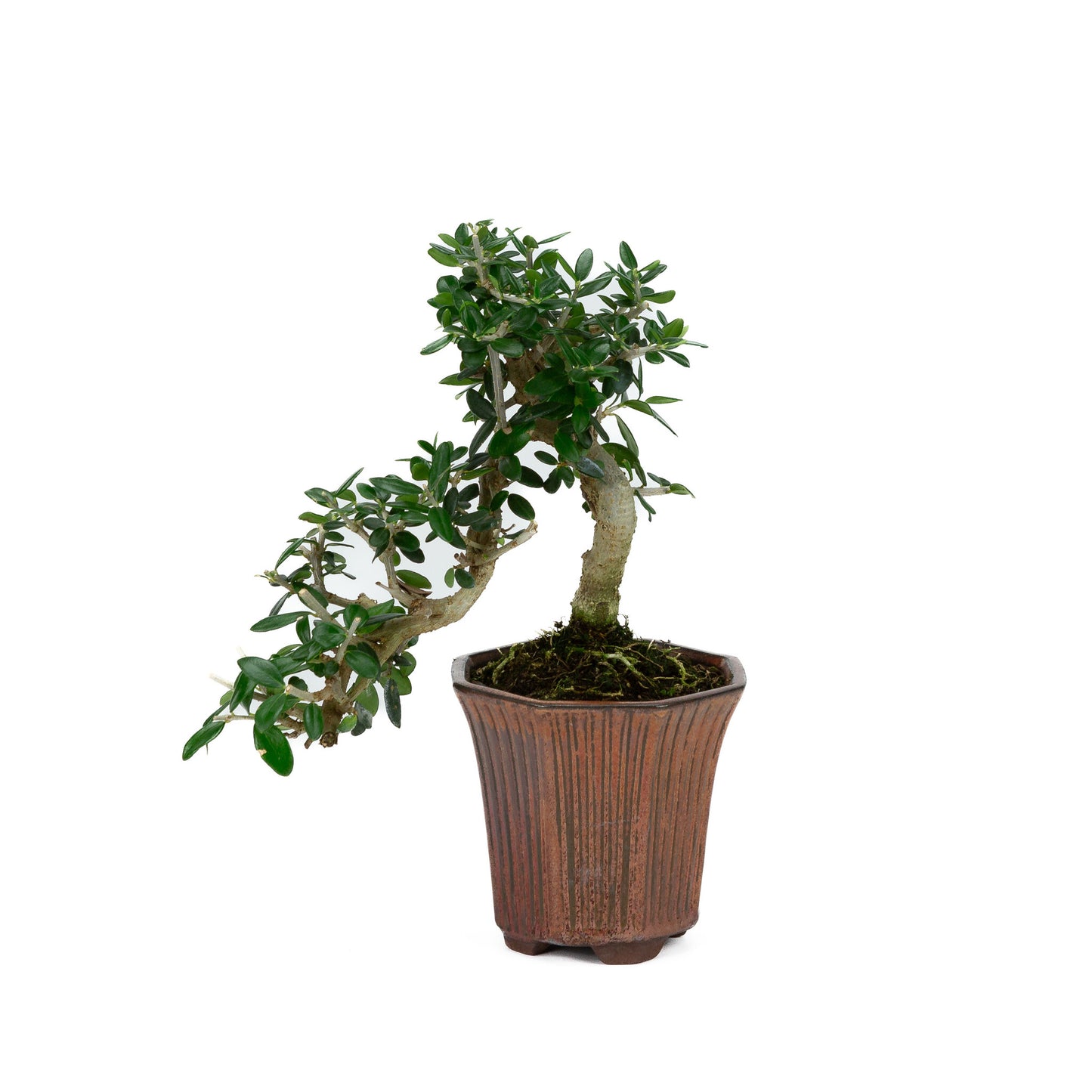 Außenbonsai Olea sylvestris bronzefarbener achteckiger Kaskadentopf 10 cm, Höhe ~24 cm - Kopie