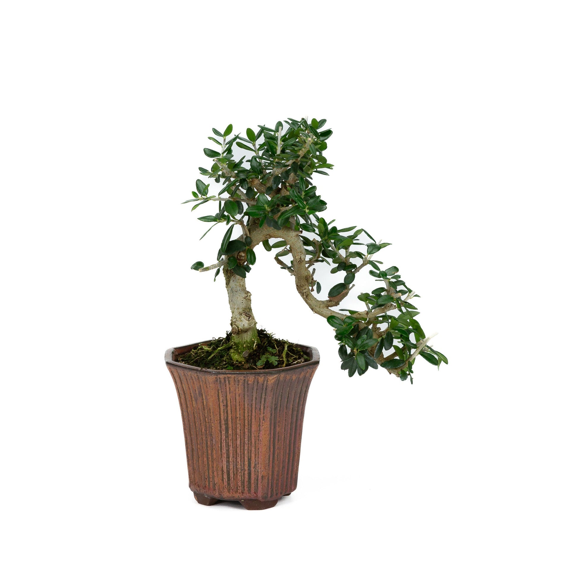 Buiten Bonsai Olea sylvestris brons achthoekig cascade pot 10cm, hoogte ~24cm - Copy