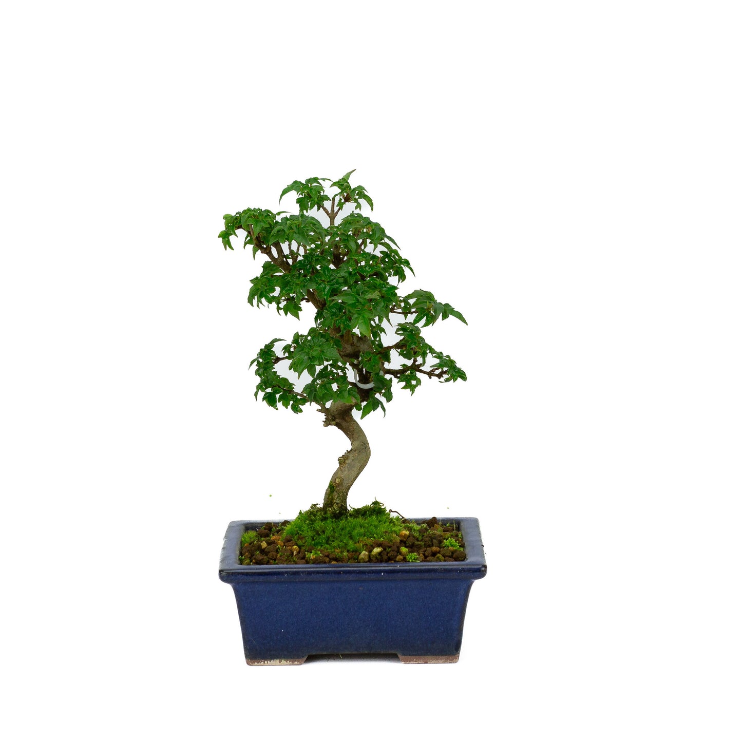 Außen-Shohin-Bonsai Acer buergerianum blauer rechteckige Schale 13 cm, Höhe ~24 cm