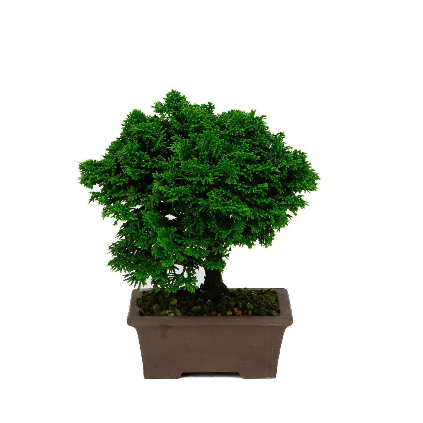 Chamaecyparis obtusa ongeglazuurde rechthoekige pot 13cm, hoogte ~23cm