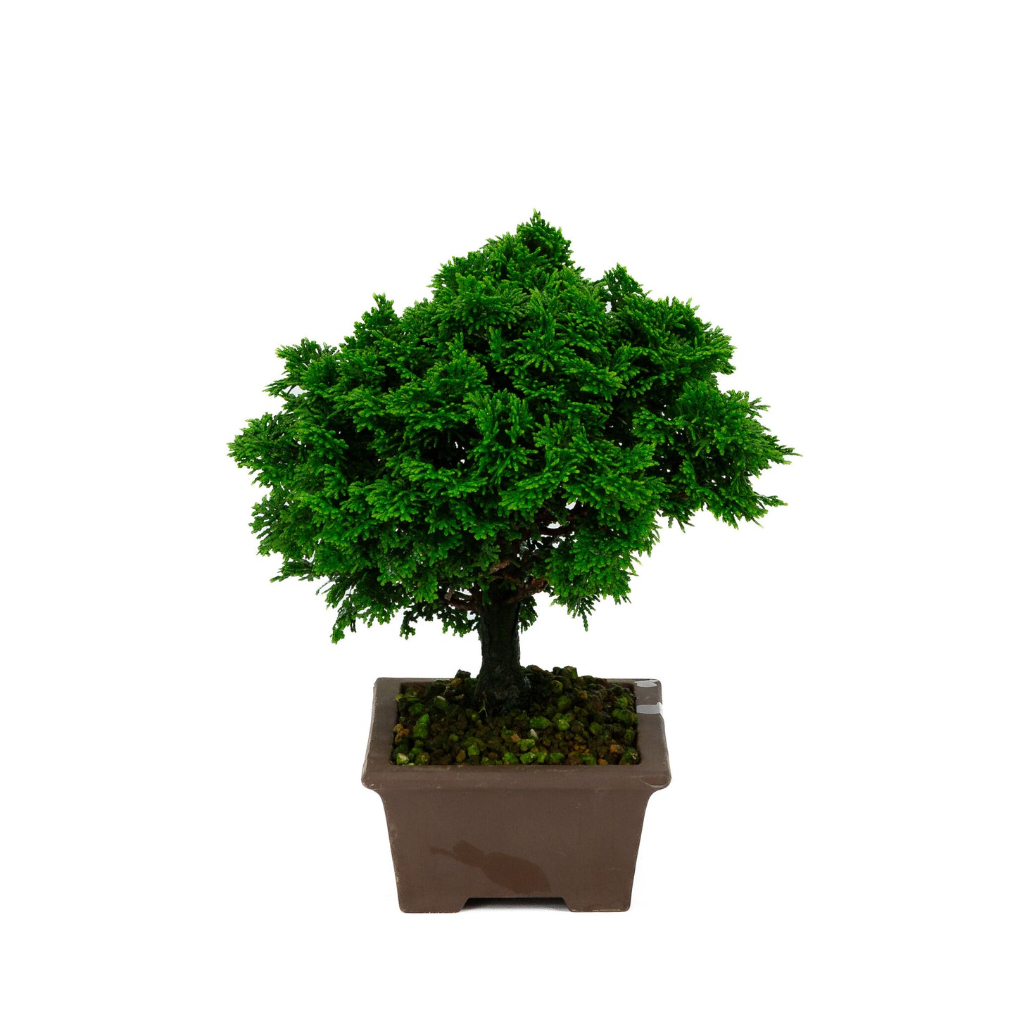 Chamaecyparis obtusa ongeglazuurde rechthoekige pot 13cm, hoogte ~23cm