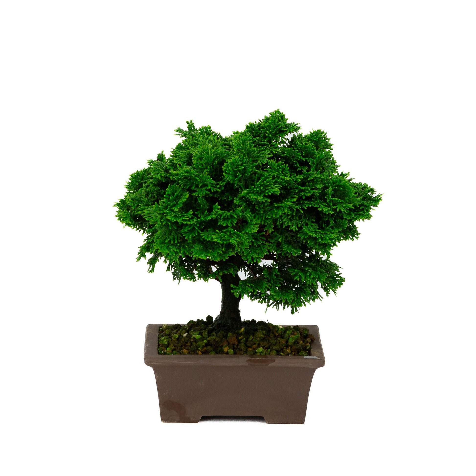 Chamaecyparis obtusa ongeglazuurde rechthoekige pot 13cm, hoogte ~23cm