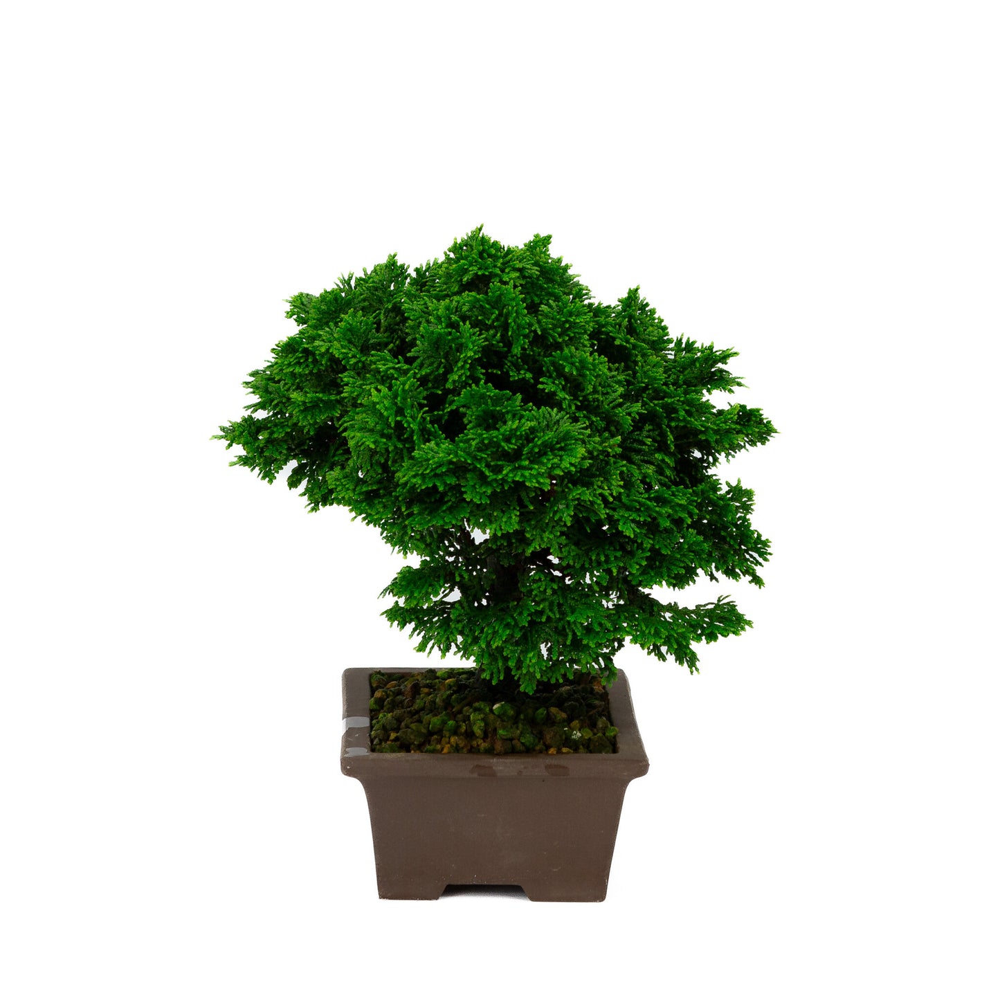 Chamaecyparis obtusa ongeglazuurde rechthoekige pot 13cm, hoogte ~23cm