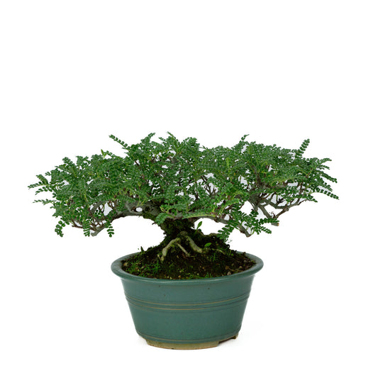 Buiten Bonsai Osteomeles anthyllidifolia gele ronde pot 22cm, hoogte ~26cm