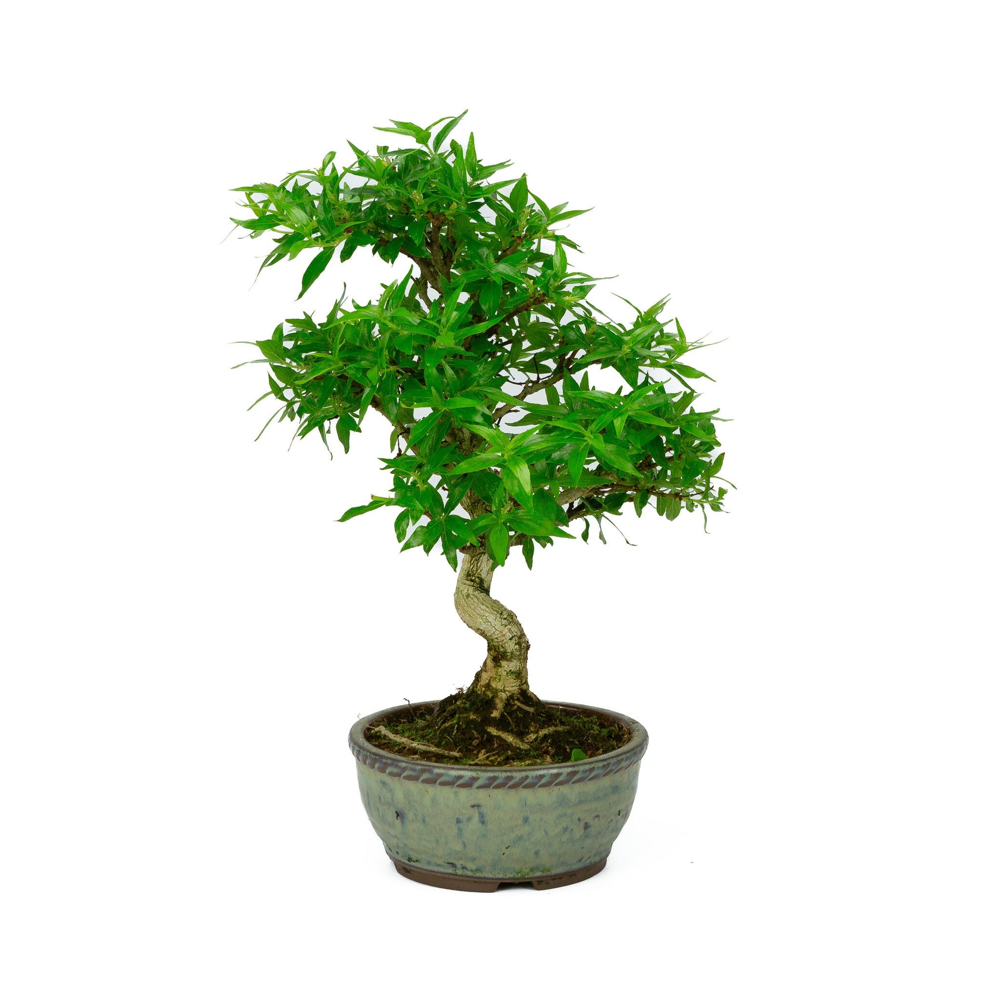 Buiten Bonsai Asplenium blauwe ronde pot 13cm, hoogte ~30cm