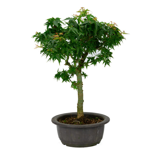 Außenbonsai Acer palmatum „Kotohime” Kunststoffschale 18 cm, Höhe ~ 43 cm
