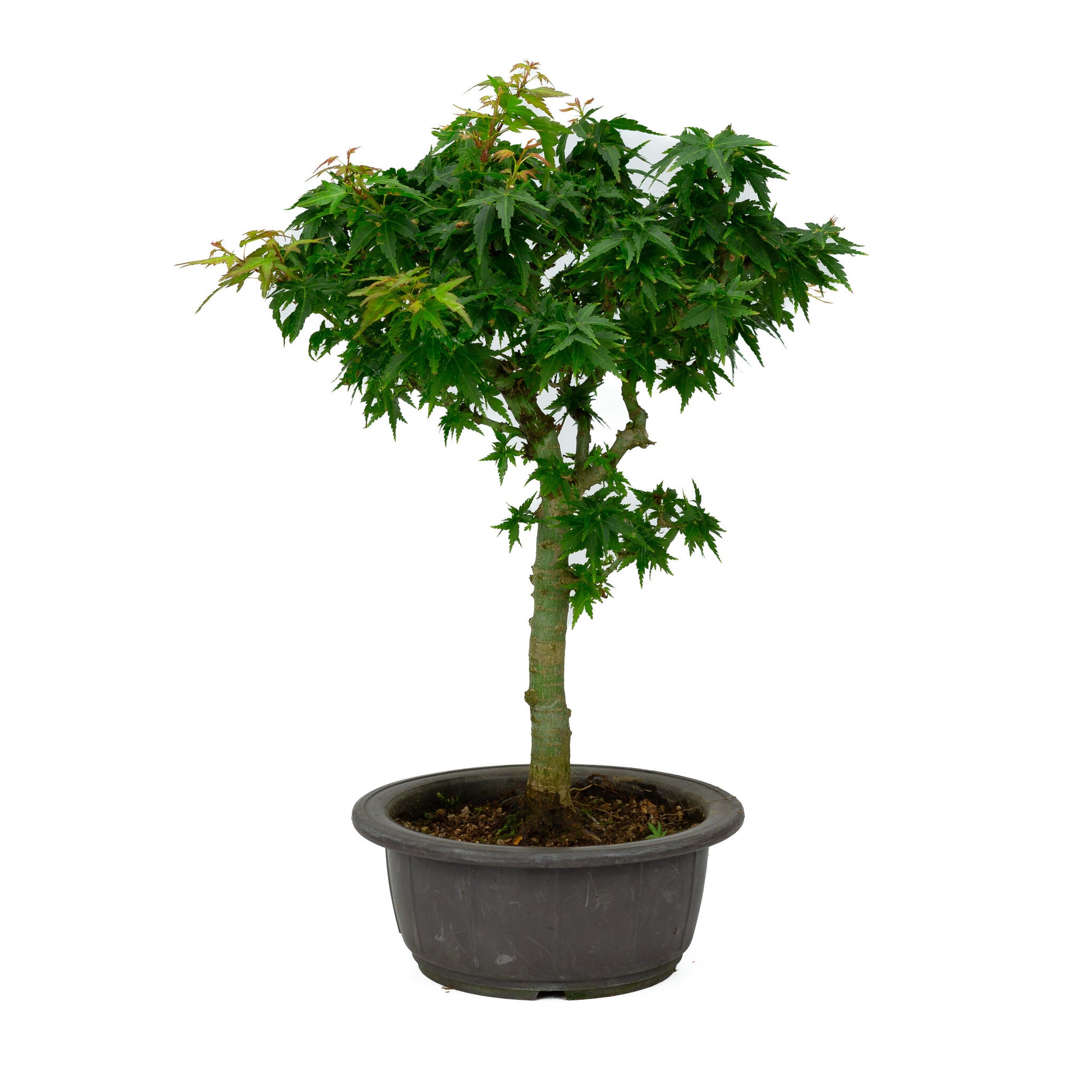 Buiten Bonsai Acer palmatum 'Kotohime' plastic pot 18cm , hoogte ~ 43cm