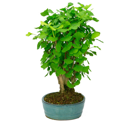 Buiten Bonsai Ginkgo biloba groene ovale pot 27cm, hoogte ~51cm