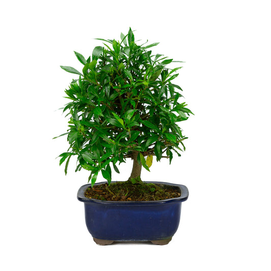 Außenbonsai Gardenia blauer Mokko-Schale 20 cm, Höhe ~37 cm
