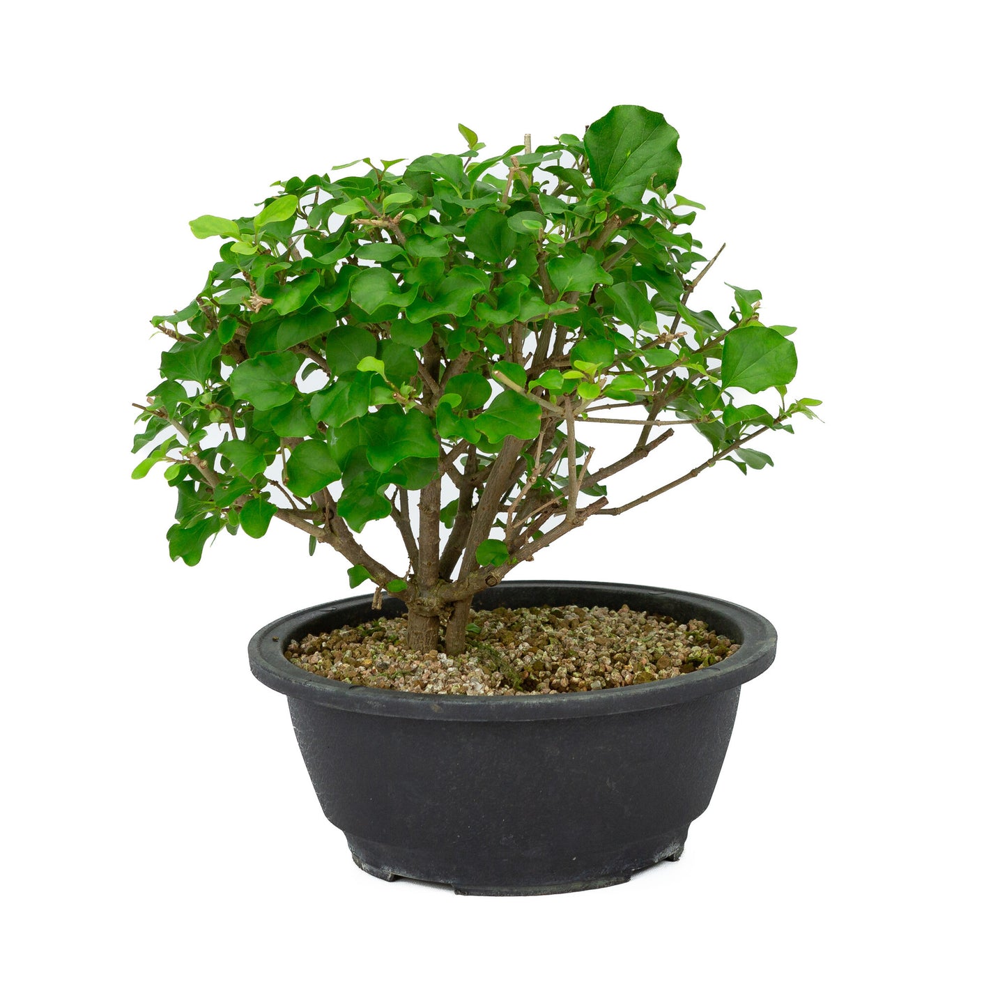 Außenbonsai Syringa Kunststoffschale 20 cm, Höhe ~ 29 cm