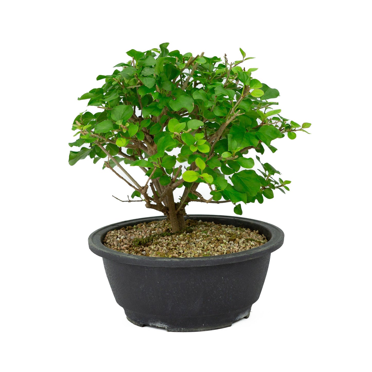 Buiten Bonsai Syringa plastic pot 20cm, hoogte ~ 29cm