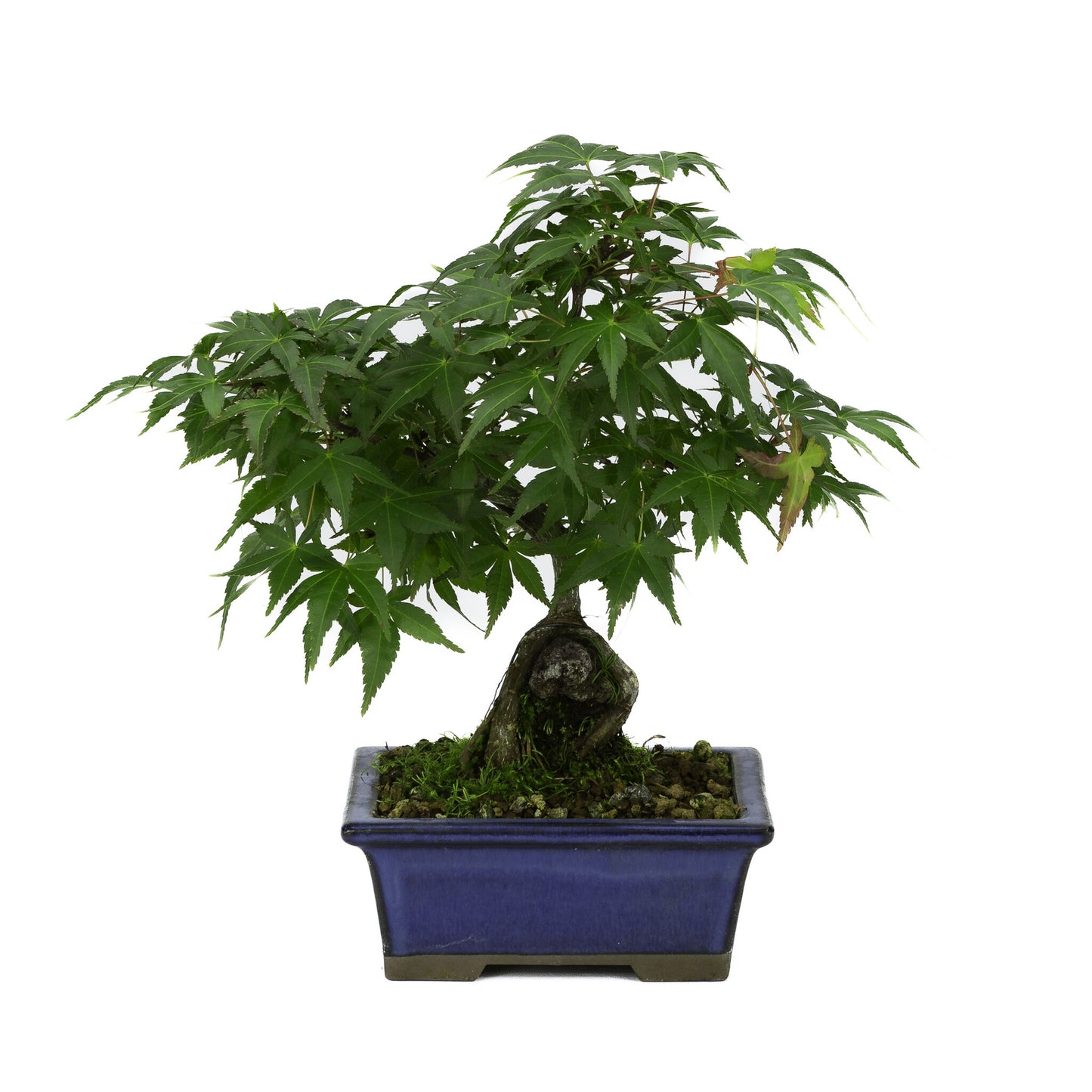 Buiten Bonsai Acer palmatum wortels over rots blauwe rechthoekige pot 13cm, hoogte ~26cm